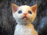 Red Hot Chili - Devon Rex kenel