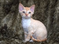 Red Hot Chili - Devon Rex kenel