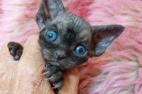 Red Hot Chili - Devon Rex kenel