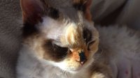 Red Hot Chili - Devon Rex kenel