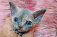 Red Hot Chili - Devon Rex kenel