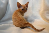 Red Hot Chili - Devon Rex kenel