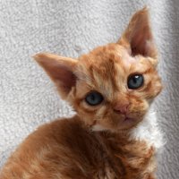 Red Hot Chili - Devon Rex kenel