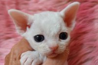 Red Hot Chili - Devon Rex kenel