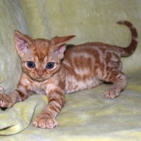 Red Hot Chili - Devon Rex kenel