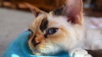 Red Hot Chili - Devon Rex kenel