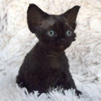 Red Hot Chili - Devon Rex kenel