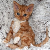 Red Hot Chili - Devon Rex kenel