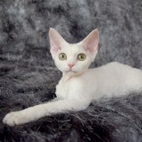 Red Hot Chili - Devon Rex kenel