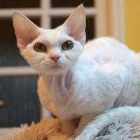 Red Hot Chili - Devon Rex kenel