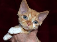 Red Hot Chili - Devon Rex kenel