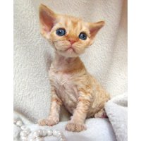 Red Hot Chili - Devon Rex kenel