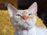 Red Hot Chili - Devon Rex kenel