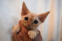 Red Hot Chili - Devon Rex kenel