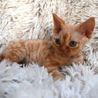 Red Hot Chili - Devon Rex kenel