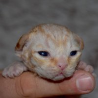 Red Hot Chili - Devon Rex kenel