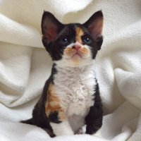 Red Hot Chili - Devon Rex kenel