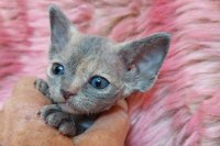 Red Hot Chili - Devon Rex kenel