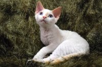 Red Hot Chili - Devon Rex kenel