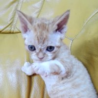 Red Hot Chili - Devon Rex kenel