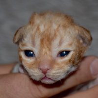 Red Hot Chili - Devon Rex kenel