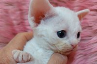 Red Hot Chili - Devon Rex kenel