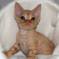 Red Hot Chili - Devon Rex kenel