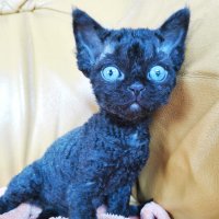 Red Hot Chili - Devon Rex kenel