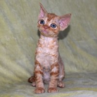 Red Hot Chili - Devon Rex kenel