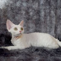 Red Hot Chili - Devon Rex kenel