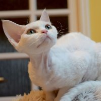 Red Hot Chili - Devon Rex kenel