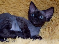 Red Hot Chili - Devon Rex kenel