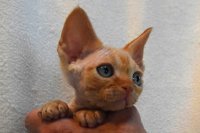 Red Hot Chili - Devon Rex kenel