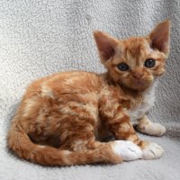 Red Hot Chili - Devon Rex kenel