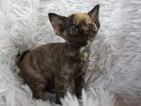 Red Hot Chili - Devon Rex kenel