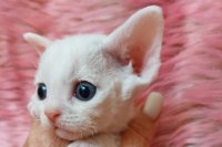 Red Hot Chili - Devon Rex kenel