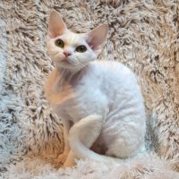 Red Hot Chili - Devon Rex kenel