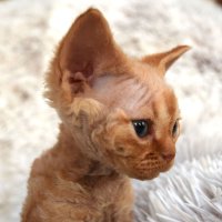 Red Hot Chili - Devon Rex kenel