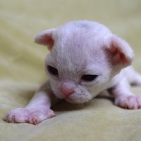 Red Hot Chili - Devon Rex kenel