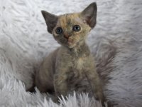 Red Hot Chili - Devon Rex kenel