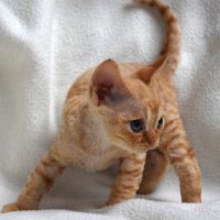 Red Hot Chili - Devon Rex kenel