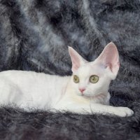 Red Hot Chili - Devon Rex kenel