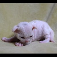 Red Hot Chili - Devon Rex kenel