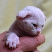 Red Hot Chili - Devon Rex kenel