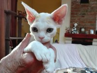 Red Hot Chili - Devon Rex kenel