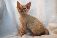 Red Hot Chili - Devon Rex kenel