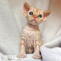 Red Hot Chili - Devon Rex kenel