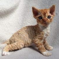 Red Hot Chili - Devon Rex kenel