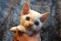 Red Hot Chili - Devon Rex kenel