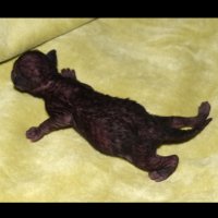 Red Hot Chili - Devon Rex kenel